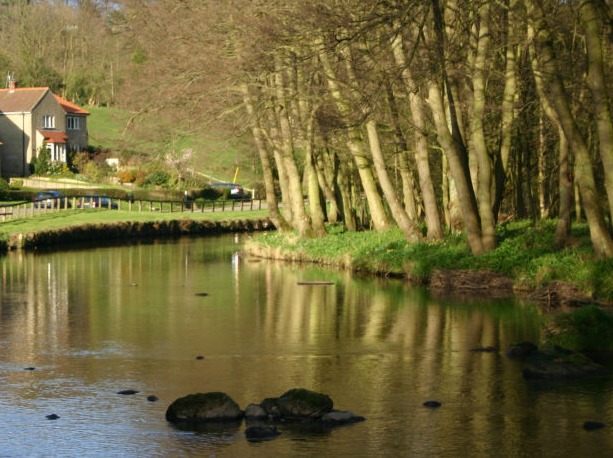 Moles House